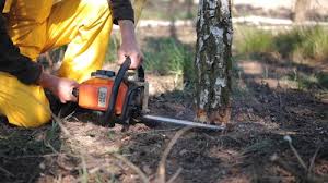 Trusted Fillmore, CA Tree Removal and Landscaping Services Experts